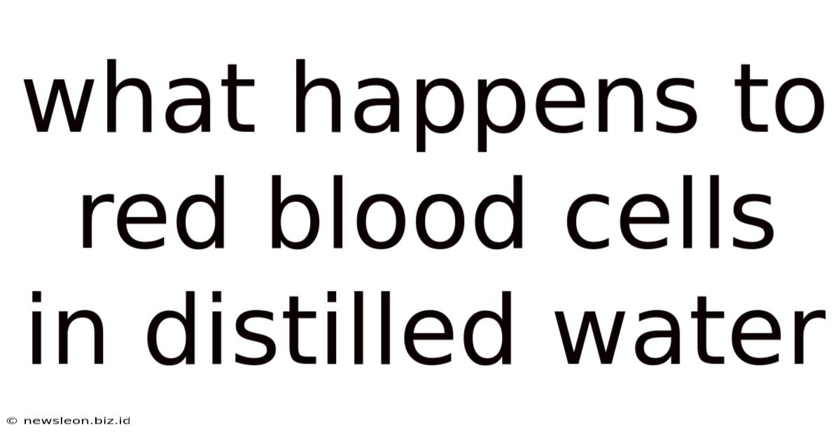 What Happens To Red Blood Cells In Distilled Water