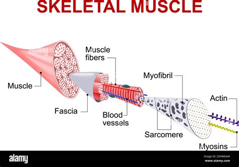 What Is A Bundle Of Muscle Fibers Called