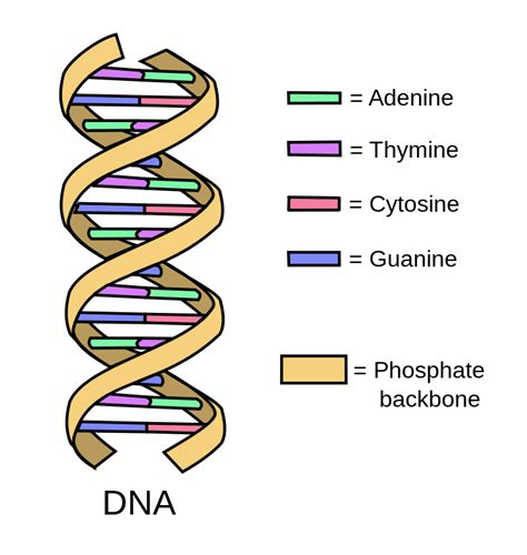 What Is A Segment Of Dna Called