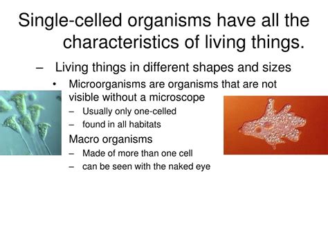 What Is A Single Celled Organism Called