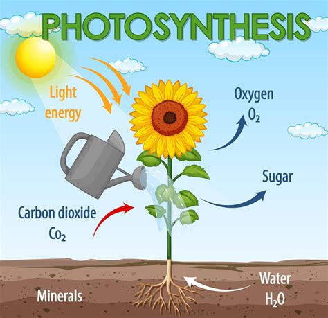 What Is Necessary For Photosynthesis To Occur