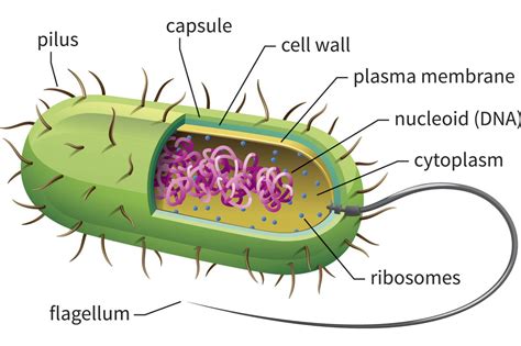 What Is Not Found In A Prokaryotic Cell