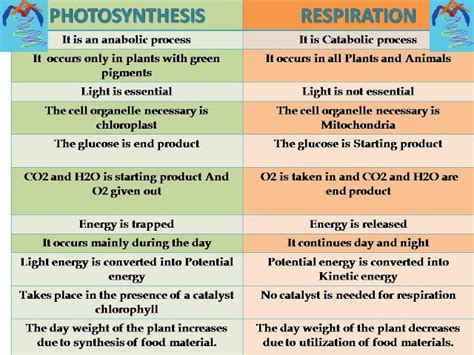 What Is The 5 Difference Between Photosynthesis And Respiration