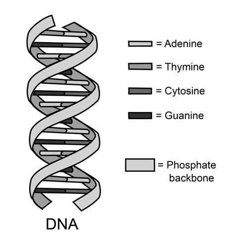 What Is The Backbone Of Dna Composed Of