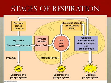 What Is The Correct Order Of Phases In Cellular Respiration