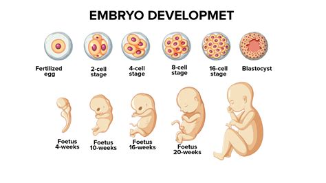 What Is The Correct Sequence Of Embryonic Stages