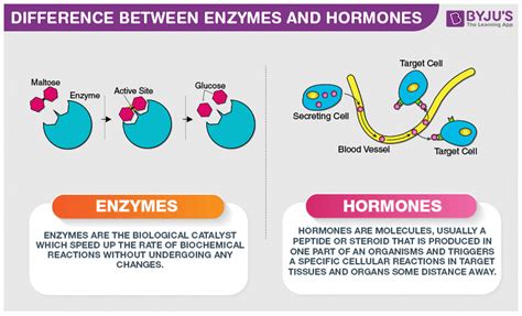 What Is The Difference Between An Enzyme And A Hormone