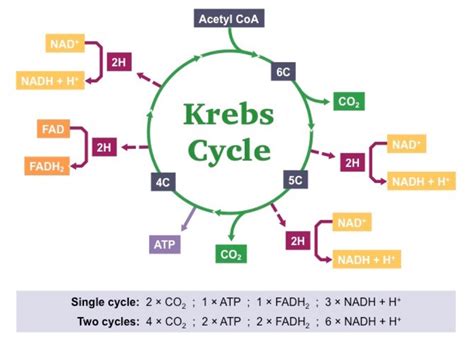 What Is The End Product Of Citric Acid Cycle