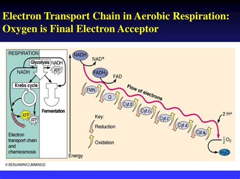 What Is The Final Electron Acceptor