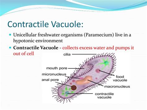 What Is The Function Of The Contractile Vacuole