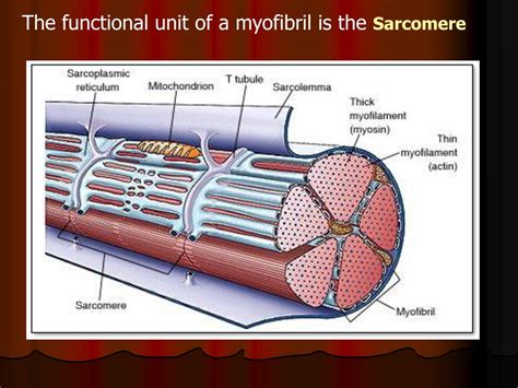 What Is The Functional Contractile Unit Of The Myofibril