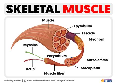 What Is The Functional Unit Of A Skeletal Muscle Called