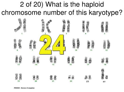 What Is The Human Haploid Number