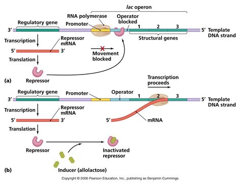 What Is The Inducer Molecule In The Lac Operon