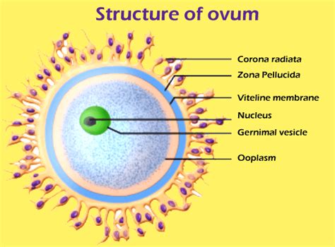 What Is The Largest Cell In The Human Body