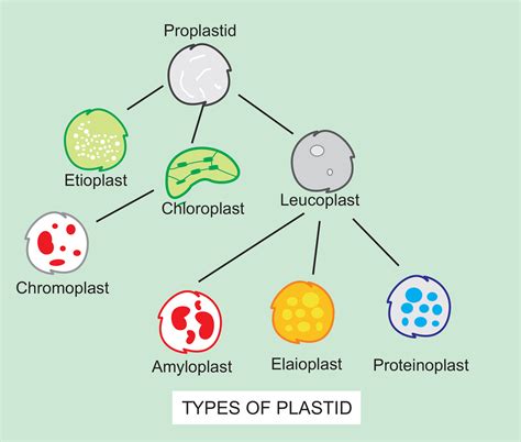 What Is The Largest Cell Organelle