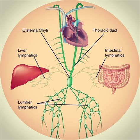 What Is The Largest Lymphoid Organ