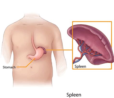 What Is The Largest Single Mass Of Lymphatic Tissue