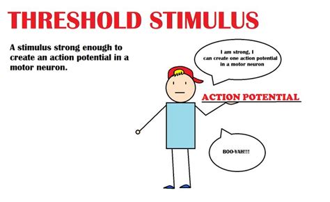 What Is The Meaning Of The Term Threshold Stimulus