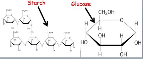 What Is The Monomer Of Starch