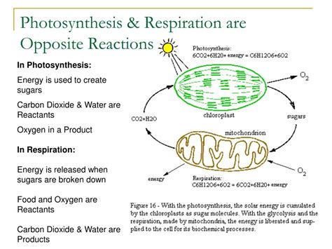 What Is The Opposite Of Photosynthesis