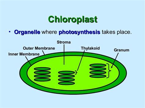 What Is The Organelle Where Photosynthesis Occurs