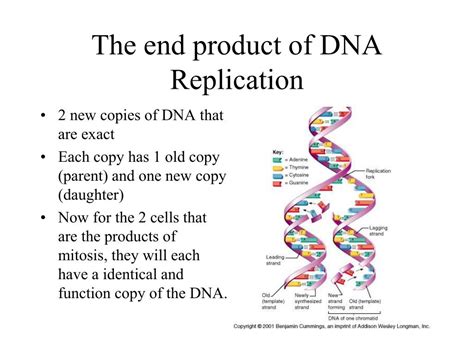 What Is The Product Of Replication