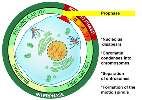 What Is The Reverse Of Prophase