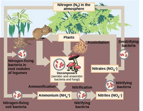 What Is The Role Of Decomposers In The Nitrogen Cycle