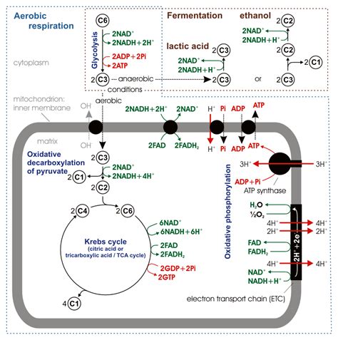 What Is The Role Of Nad+ In Cellular Respiration