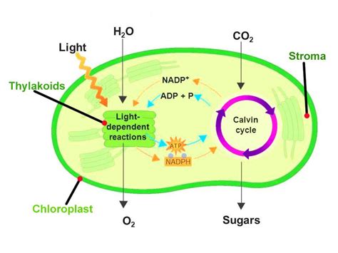 What Is The Role Of Nadph In Photosynthesis