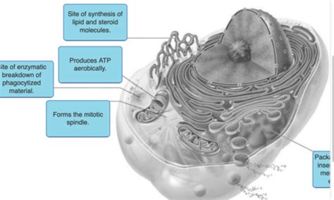 What Is The Site Of Lipid Synthesis