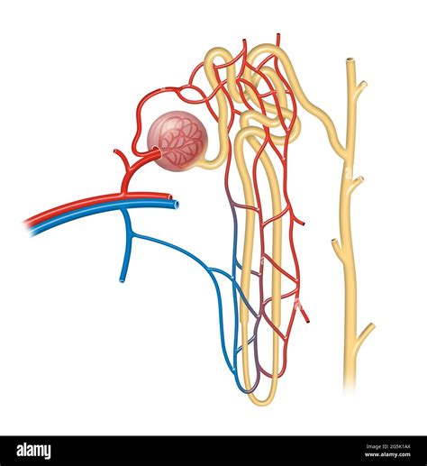 What Is The Structural And Functional Unit Of Kidney