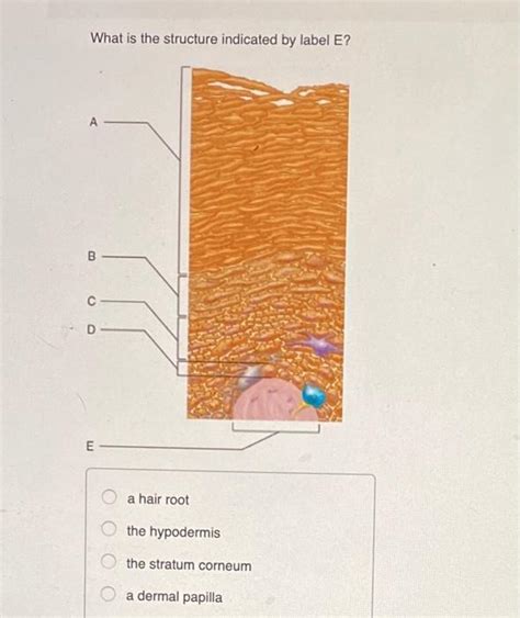 What Is The Structure Indicated By Label E