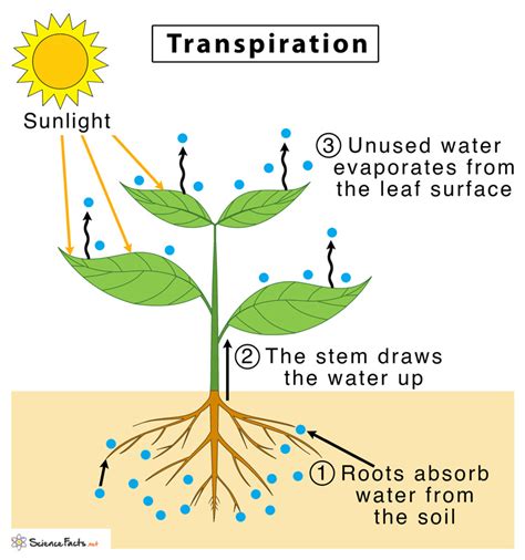 What Is Transpiration List Its Two Functions