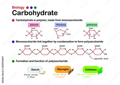 What Monosaccharide Is Found In Cellulose Starch And Glycogen