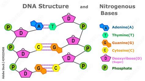 What Nitrogenous Base Is Part Of Dna But Not Rna