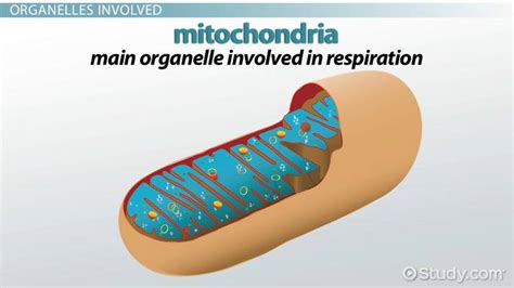 What Organelle Does Cellular Respiration Take Place In