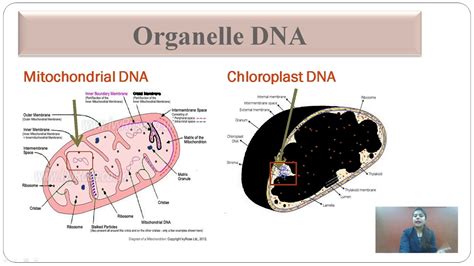 What Organelle Has Its Own Dna