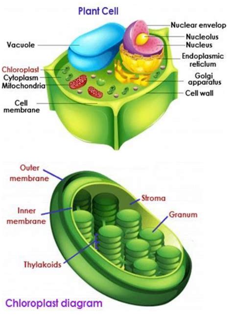 What Organelle In A Plant Is Chlorophyll Found In