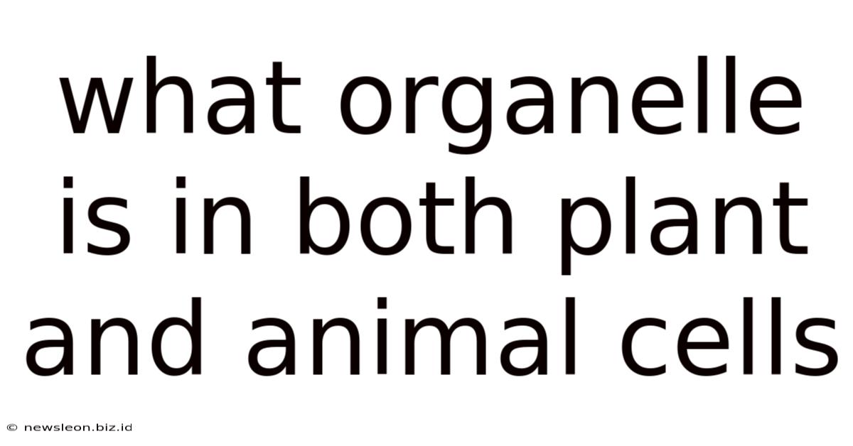 What Organelle Is In Both Plant And Animal Cells