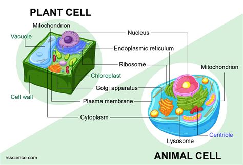 What Organelles Are Found In Both Plant And Animal Cells