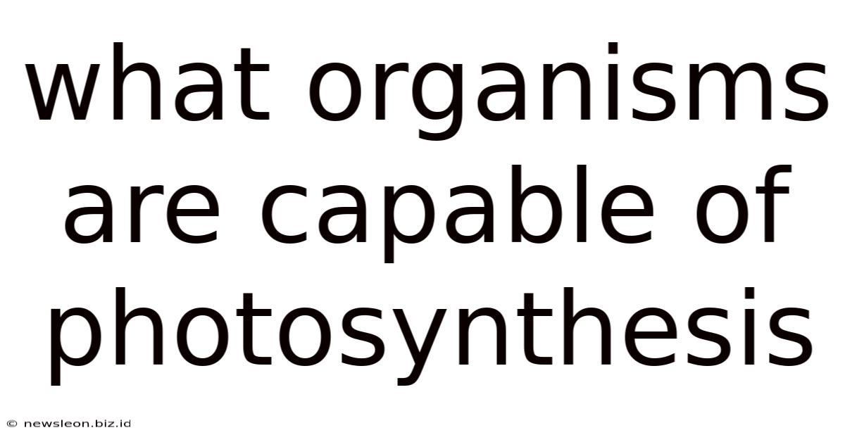 What Organisms Are Capable Of Photosynthesis