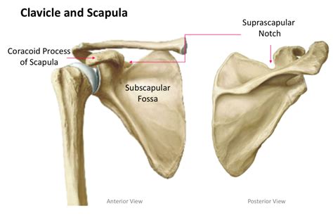 What Part Of Scapula Articulates With The Clavicle