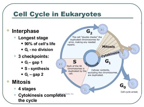 What Part Of The Cell Cycle Is The Longest