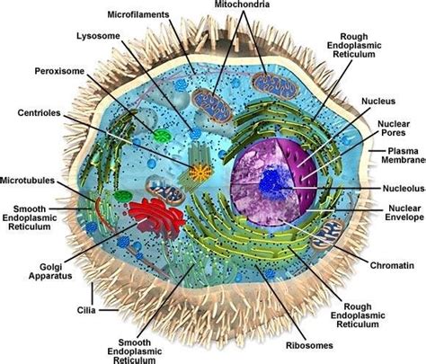 What Part Of The Cell Serves As The Intracellular Highway