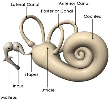 What Part Of The Ear Looks Like A Snail Shell