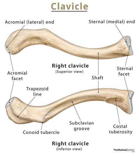 What Part Of The Scapula Articulates With The Clavicle