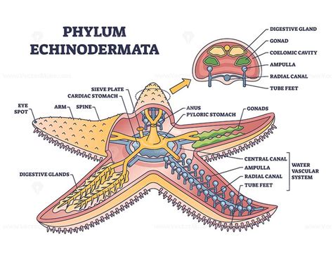 What Phylum Does The Starfish Belong To