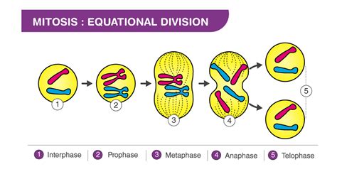 What Stage Of Mitosis Is The Longest